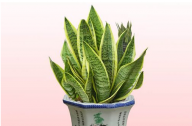 如何養(yǎng)殖虎皮蘭？