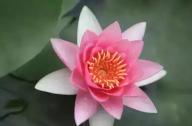 為什么千年古蓮能開花？