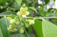 清熱祛風，養(yǎng)心安神的植物：沉香